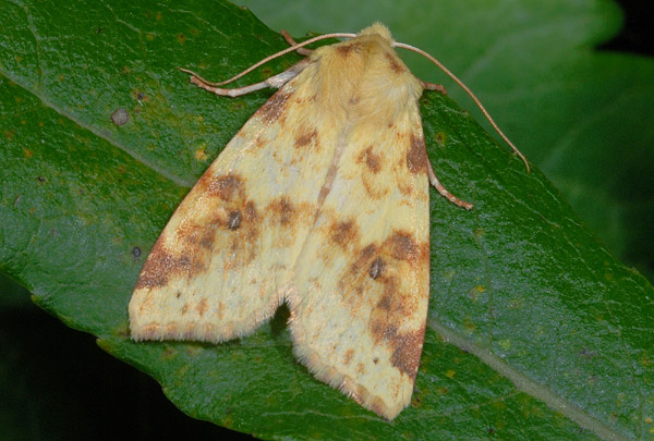 Noctuidae da determinare